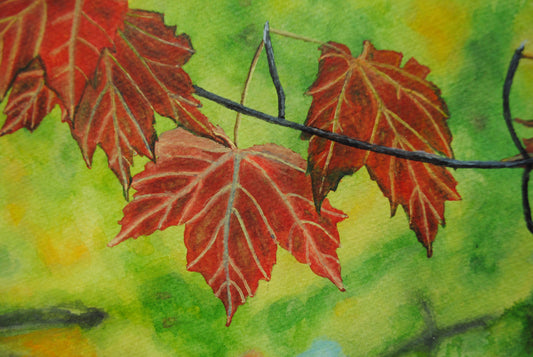Red maple leaves in autumn