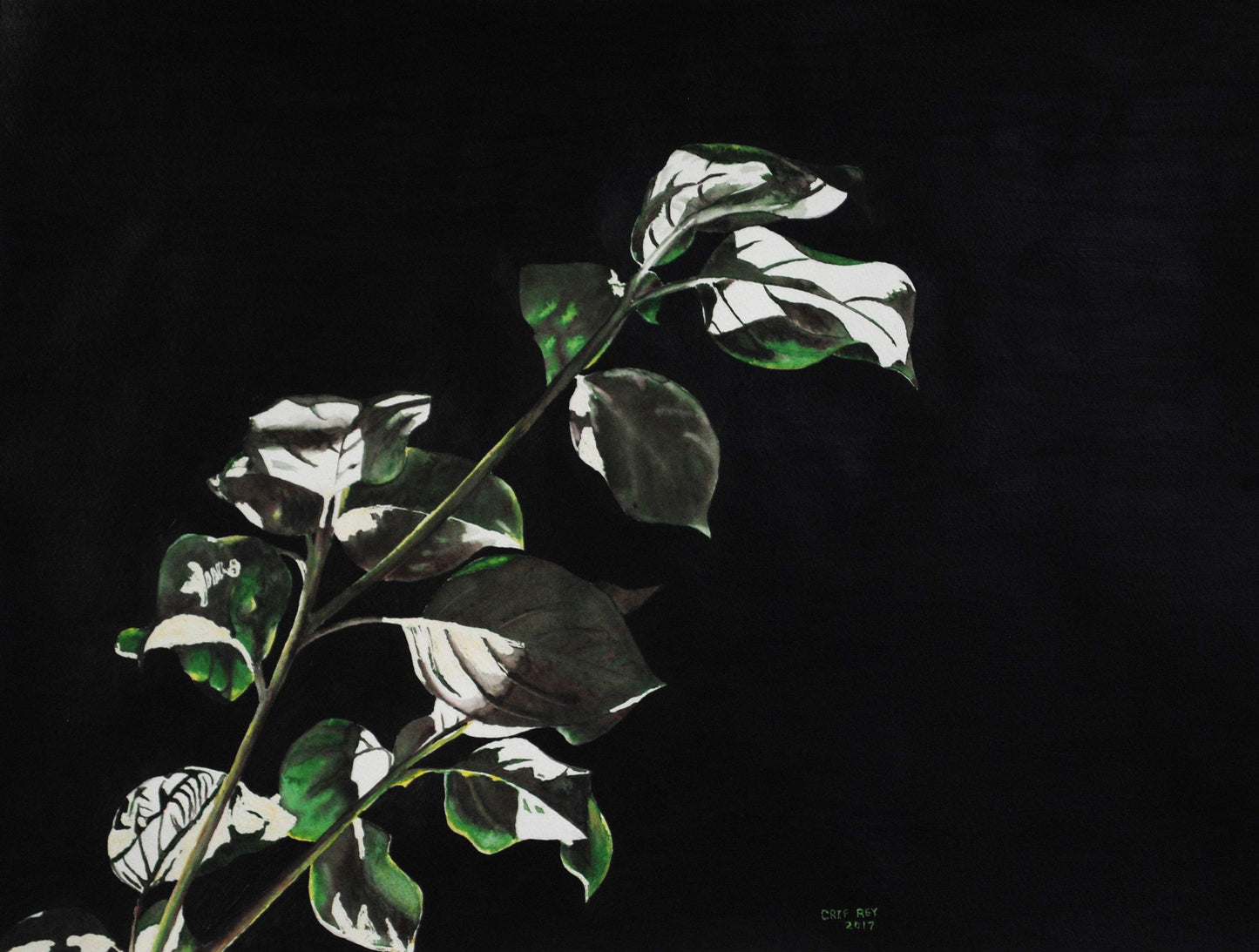 Leaves in a night light