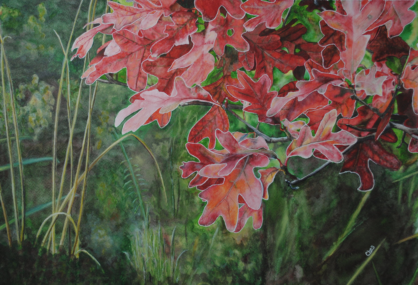 Frosted Autumn Oak Leaves