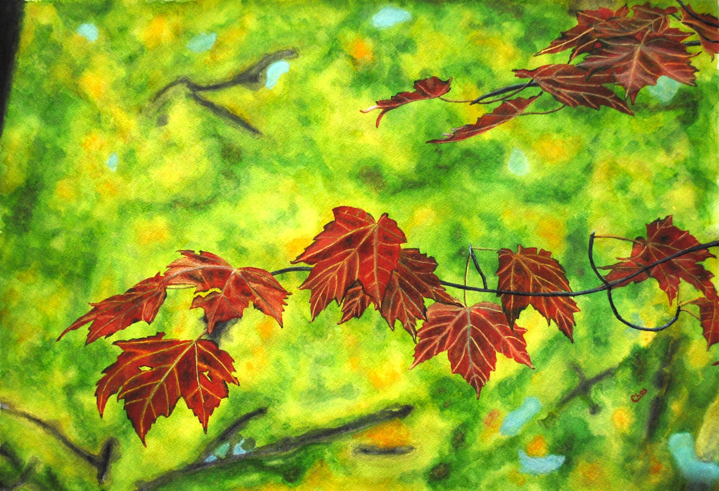 Red maple leaves in autumn