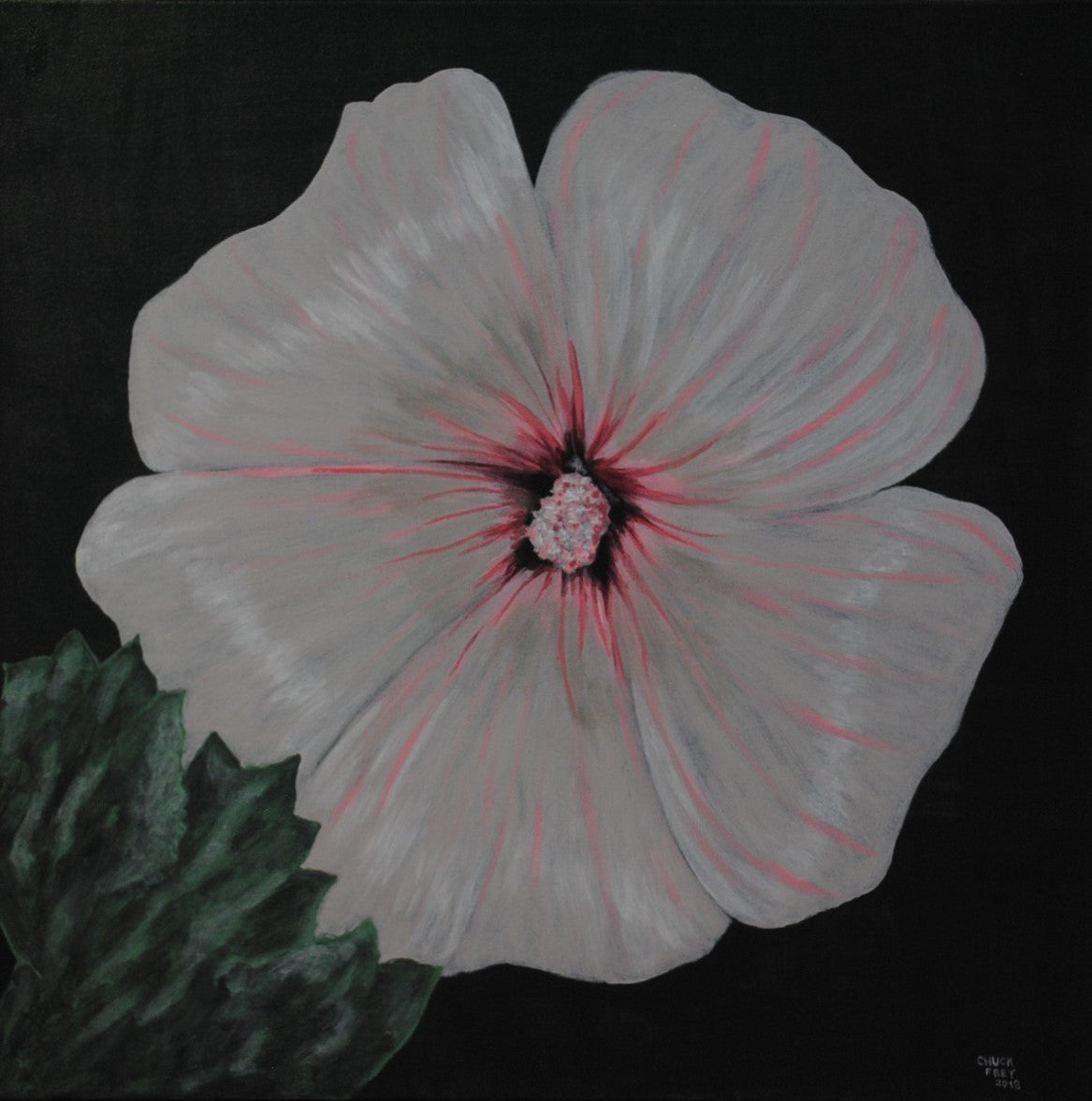 White hibiscus